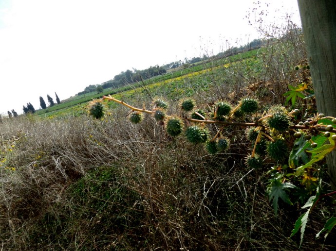 SAMSUNG CAMERA PICTURES