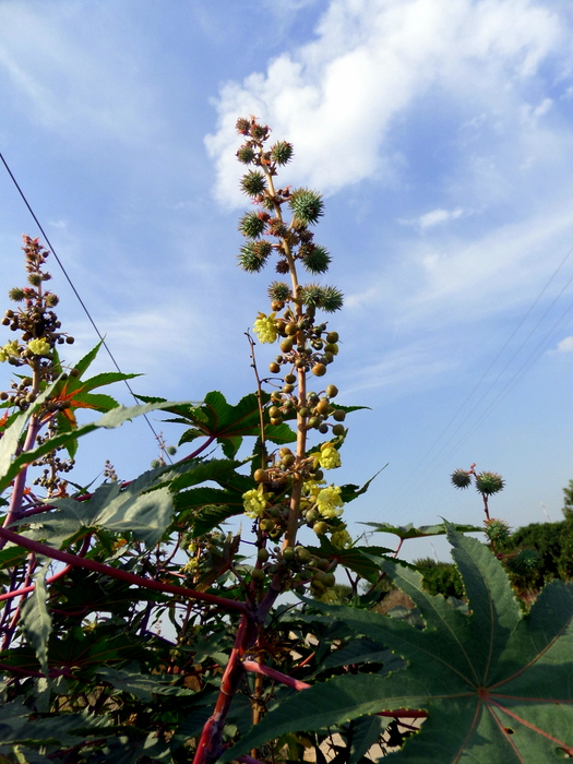 SAMSUNG CAMERA PICTURES