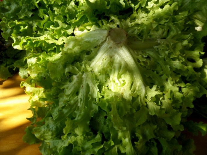 SAMSUNG CAMERA PICTURES