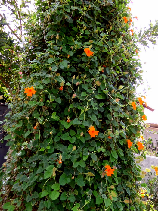 SAMSUNG CAMERA PICTURES