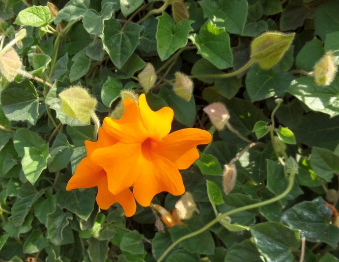 SAMSUNG CAMERA PICTURES