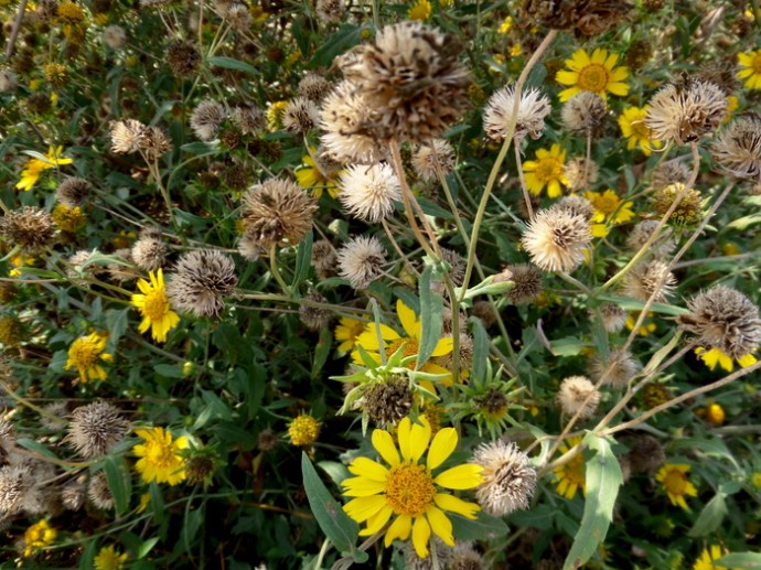 SAMSUNG CAMERA PICTURES