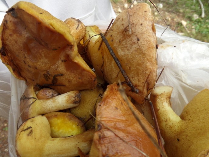 SAMSUNG CAMERA PICTURES