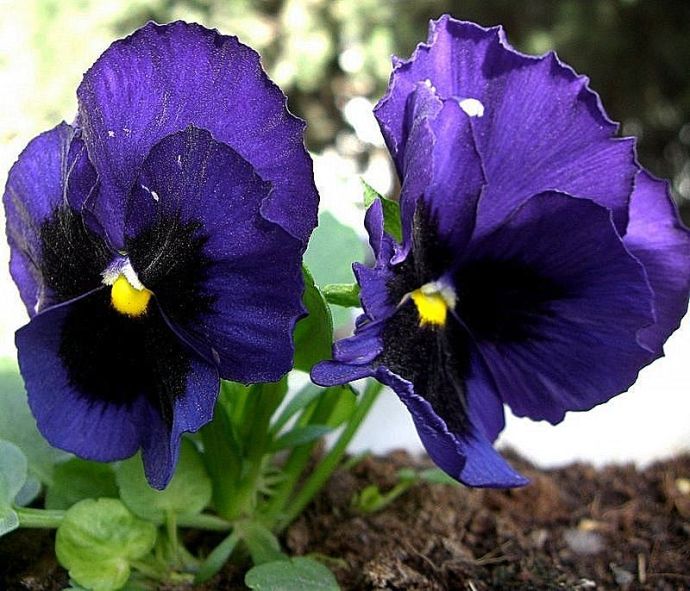 Aniut_Gl_sir_Viola_CIMG2041_1a