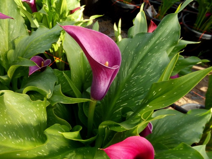 SAMSUNG CAMERA PICTURES