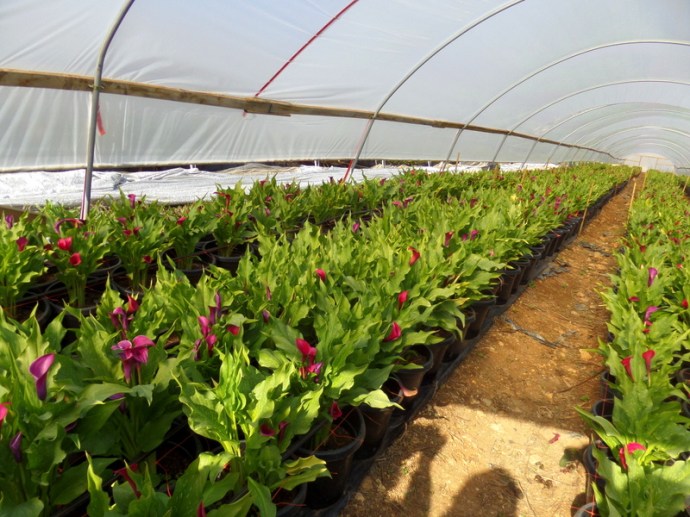 SAMSUNG CAMERA PICTURES