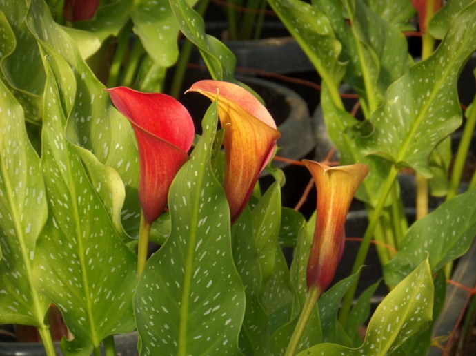 SAMSUNG CAMERA PICTURES