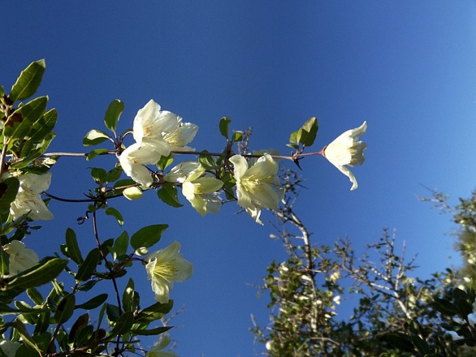 SAMSUNG CAMERA PICTURES