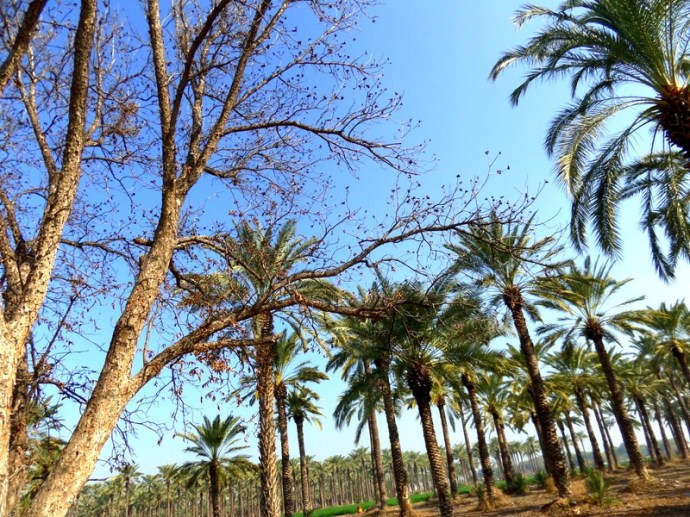 SAMSUNG CAMERA PICTURES