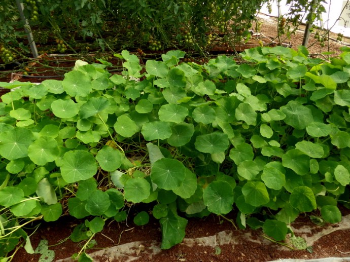 SAMSUNG CAMERA PICTURES