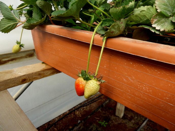 SAMSUNG CAMERA PICTURES