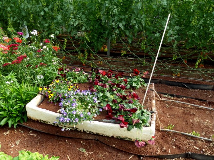 SAMSUNG CAMERA PICTURES