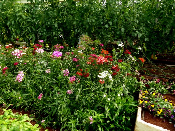 SAMSUNG CAMERA PICTURES