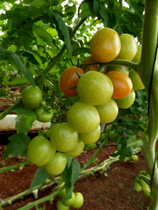 SAMSUNG CAMERA PICTURES