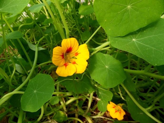 SAMSUNG CAMERA PICTURES