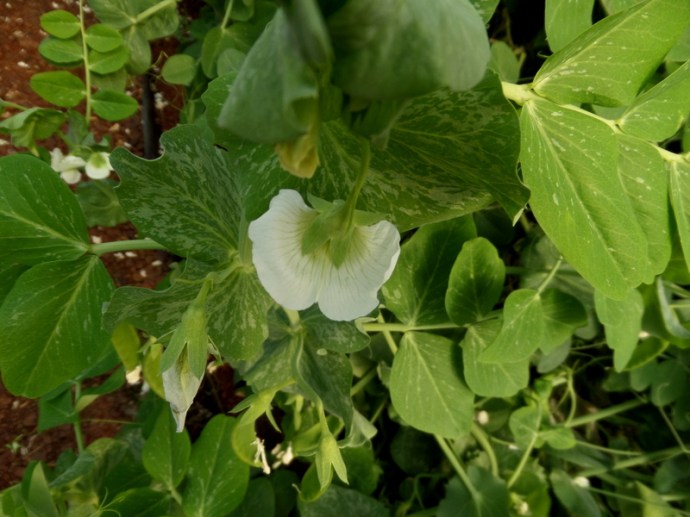 SAMSUNG CAMERA PICTURES