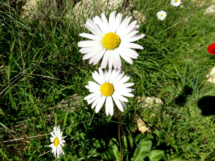 SAMSUNG CAMERA PICTURES