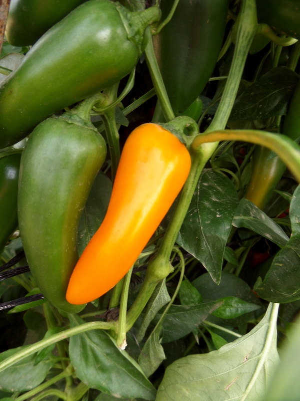 SAMSUNG CAMERA PICTURES