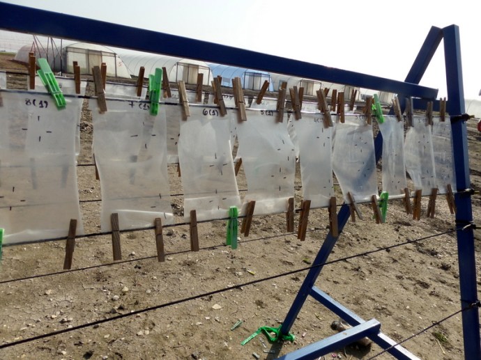 SAMSUNG CAMERA PICTURES