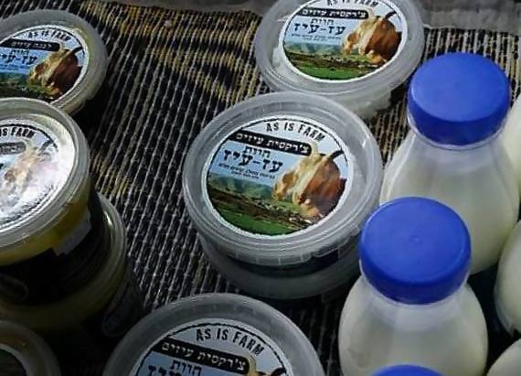 Menahemia_P1223913_el-001-a