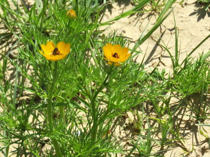 Adonis dentata IMG_0129