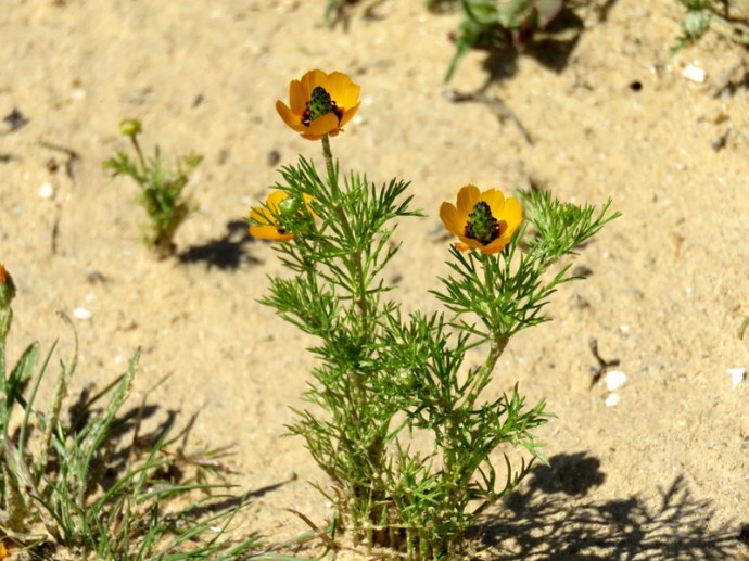 Adonis dentata IMG_0247