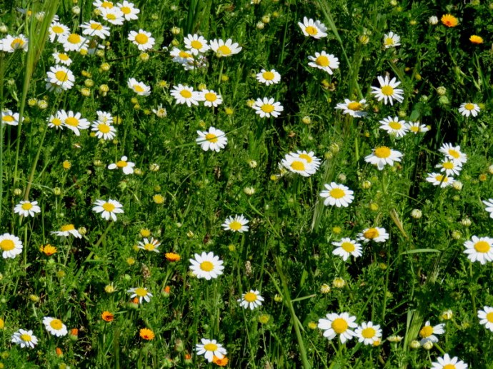 Anthemis melampodina IMG_0117