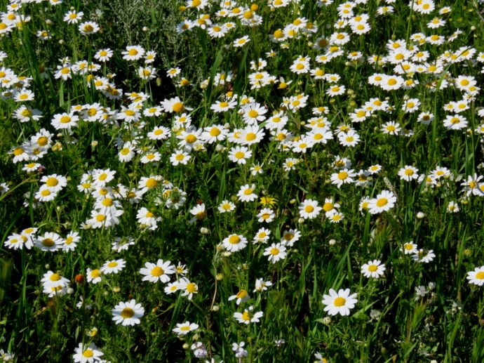 Anthemis melampodina IMG_0344