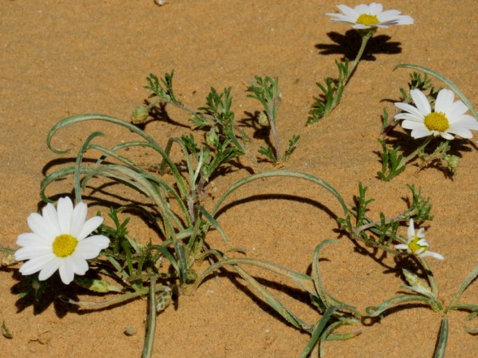 Anthemis melampodina IMG_9861