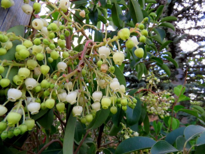 Arbutus_IMG_8617