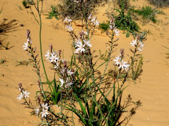 Asphodelus ramosus IMG_9724