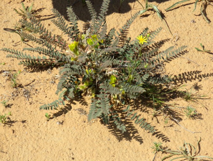 Astragalus caprinus IMG_9882