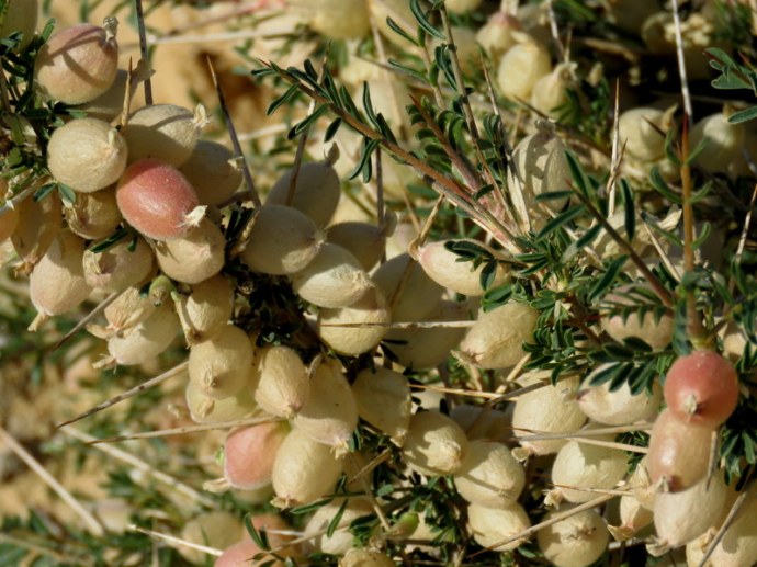 Astragalus spinosus IMG_0509