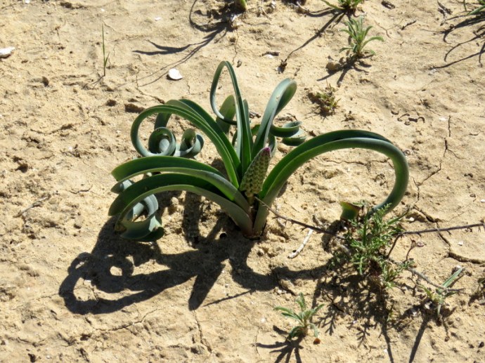 Bellevalia densiflora IMG_0224