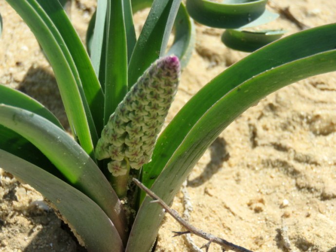 Bellevalia densiflora IMG_0226