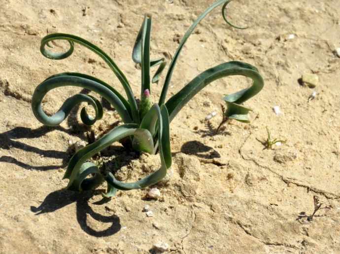 Bellevalia densiflora IMG_0230