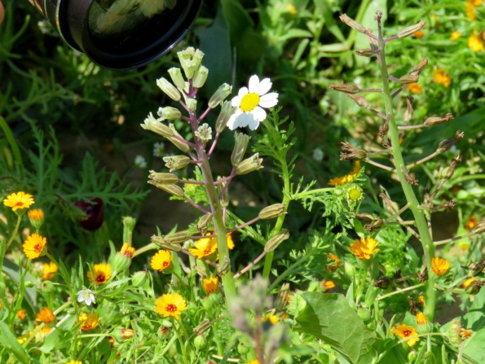 Bellevalia flexuosa IMG_0023