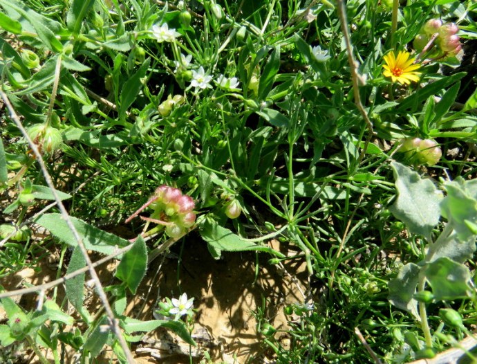 Calendula arvensis IMG_0063
