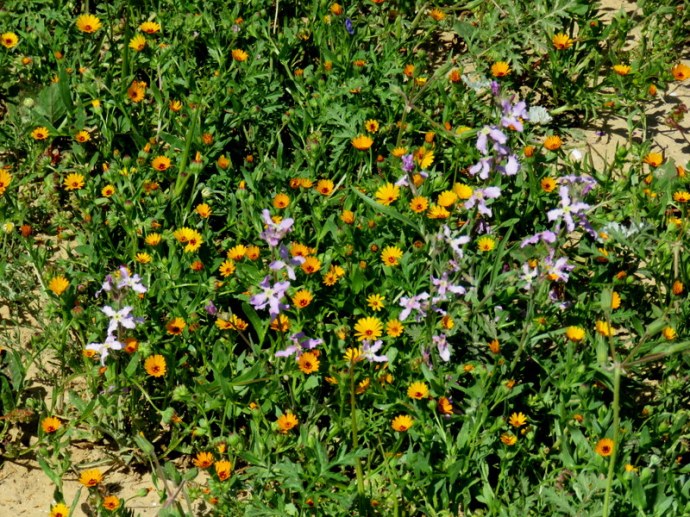 Calendula arvensis IMG_0309