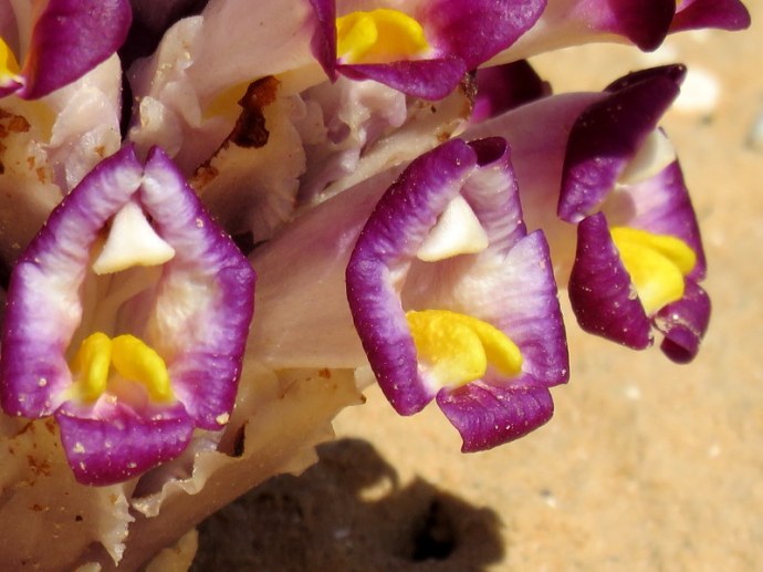 Cistanche salsa IMG_9952