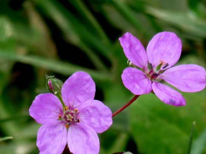 Erodium malacoidesIMG_8156