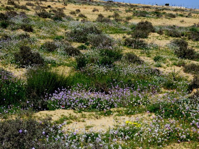 Erucaria rostrata IMG_0172