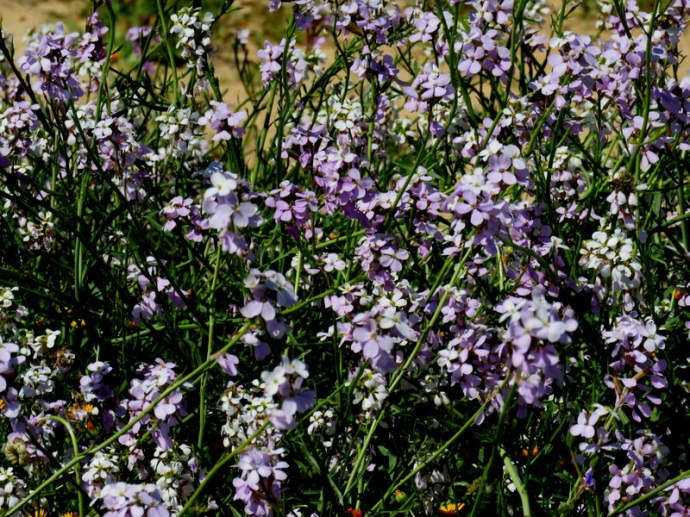 Erucaria rostrata IMG_0175
