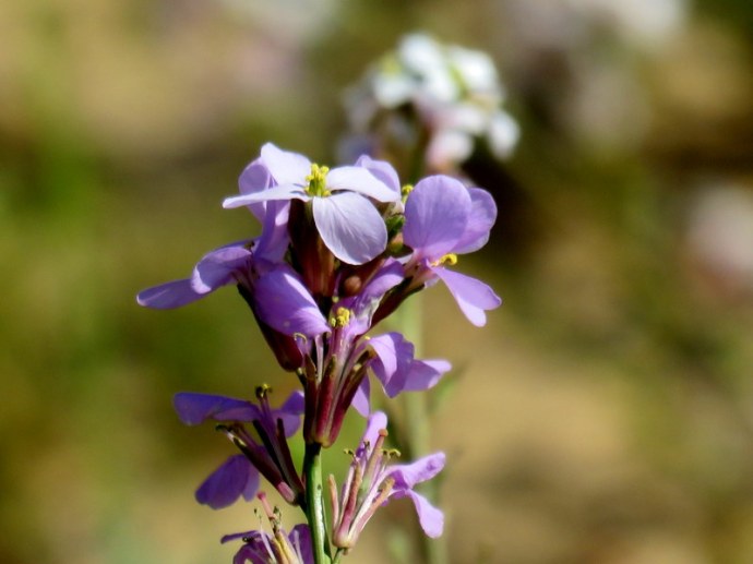 Erucaria rostrata IMG_0350