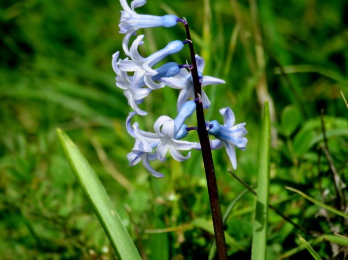 Hyacinthus orientalis_IMG_8132