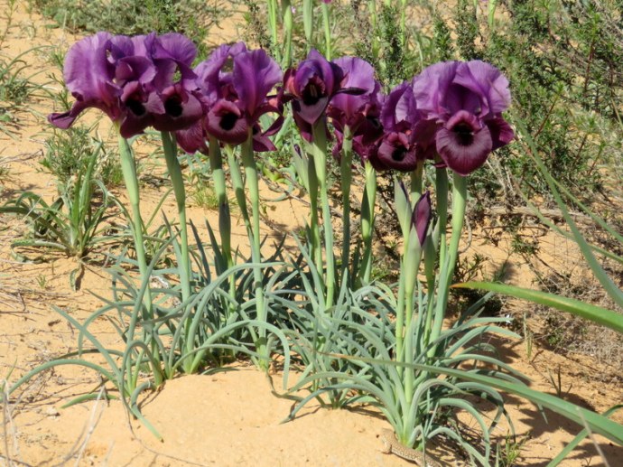 Iris mariae IMG_9707