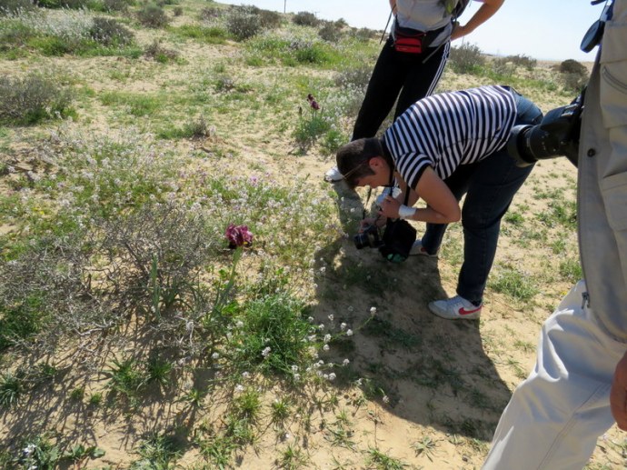 Iris petrana IMG_0177_Emil