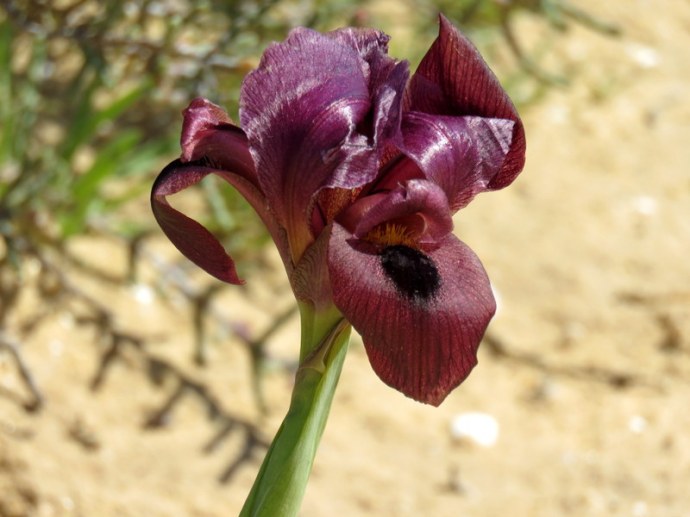 Iris petrana IMG_0209