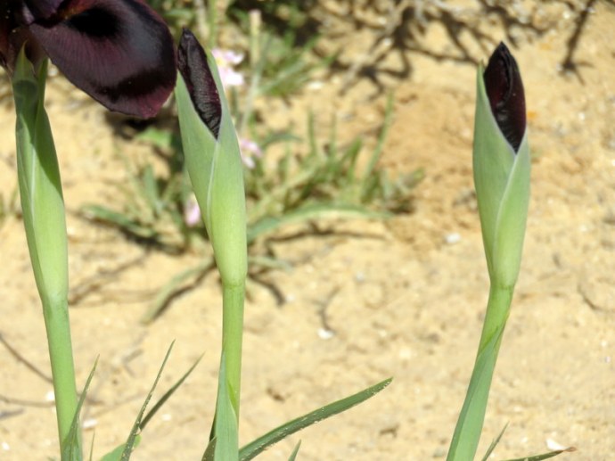 Iris petrana IMG_0242