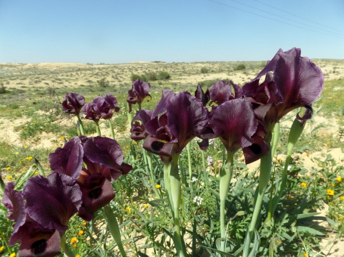 SAMSUNG CAMERA PICTURES